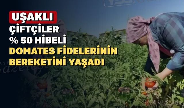 Uşaklı çiftçilerin yüzü dağıtılan domates fideleriyle güldü