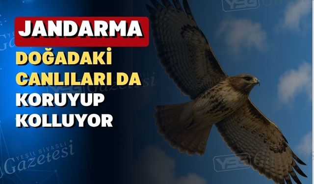 Yaralı Şahin Uşak Jandarmasının elinde hayata döndü