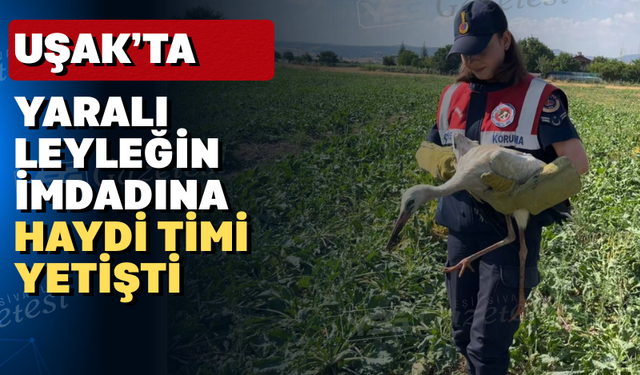 Uşak'ta bulunan yaralı leyleğe yardım eli