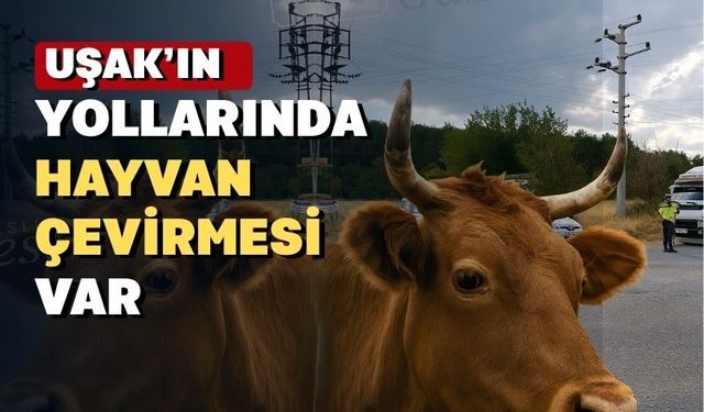 Uşak yollarında şap denetimi yapılıyor