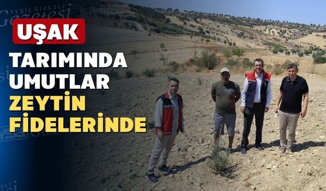 Uşak’ta zeytinin yaprağı yeşil