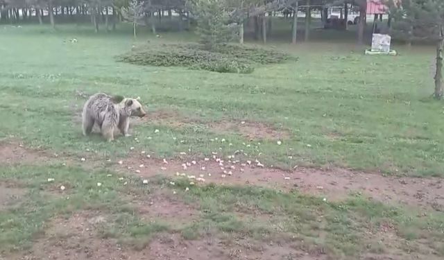 Ayıyı kendi elleriyle doyurdular