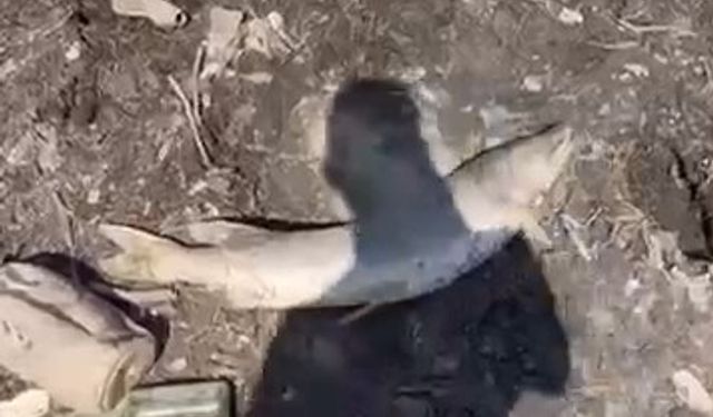 Bursa’da , yüzlerce balık kıyıya vurdu