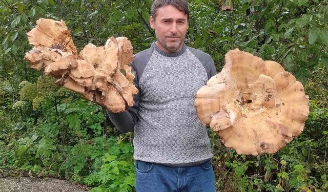 Ormanda 3 kiloluk dev mantarlar buldu