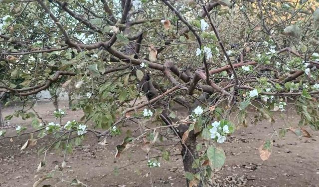 Sonbaharda ağaçlar çiçek açtı