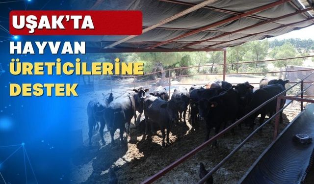 Uşak’ta hayvan üreticilerine düve dağıtımı yapıldı
