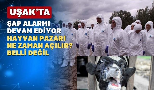 Uşak’ta şap hastalığıyla mücadele devam ediyor