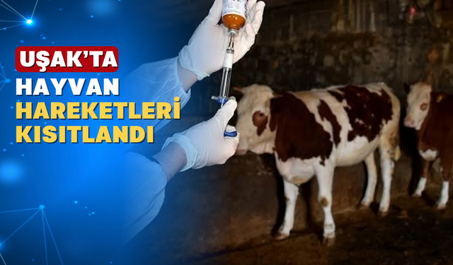 İlçemizde Şap Hastalığı Nedeniyle Hayvan Hareketleri Yasaklandı