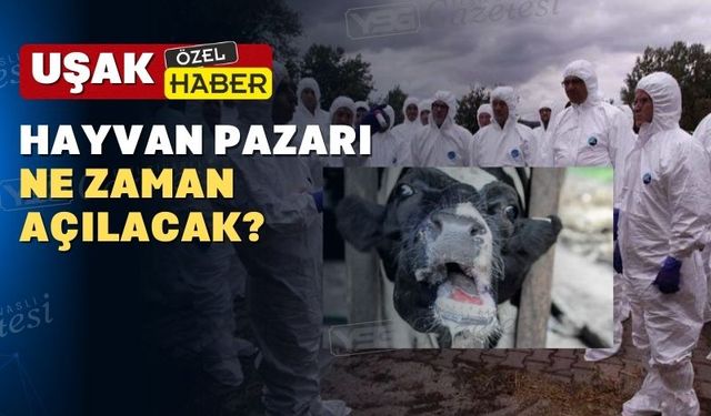 Uşak’ta şap hastalığı hızla yayılıyor