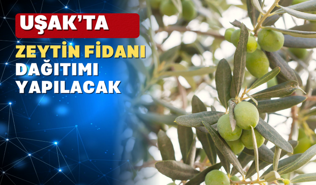 Uşak’ta Zeytin Üretimini Geliştirme Projesi ile Üreticilere Fidan Desteği