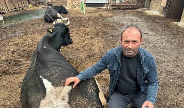 35 litre süt veren sığıra şap vurdu bir çay bardağı süt vermeye başladı