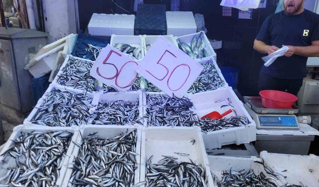 Karadeniz hamsisi tezgahları doldurdu