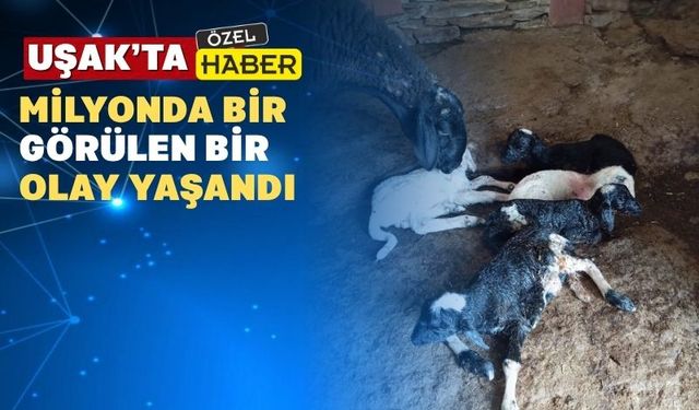 Uşak’ta Bir Koyun Beşiz Doğurdu