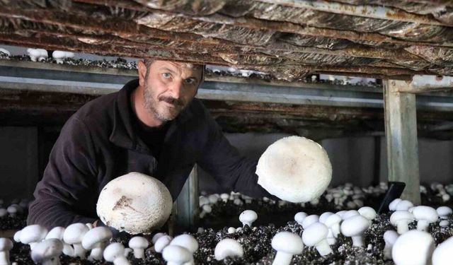 2025 yılının son mantar hasadı başladı