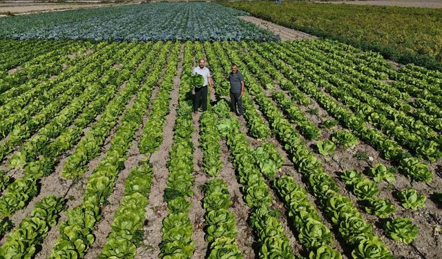 Hasat edilen marul, 25 TL’den alıcı buluyor