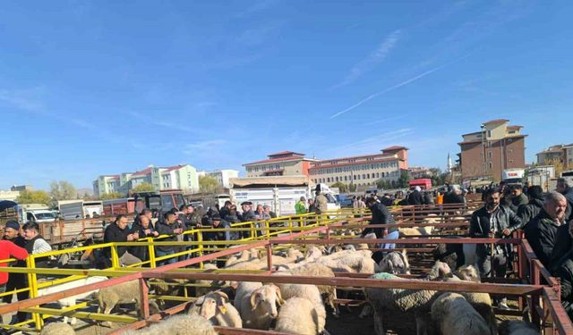 Uzun süredir kapalı olan hayvan pazarı faaliyete girdi