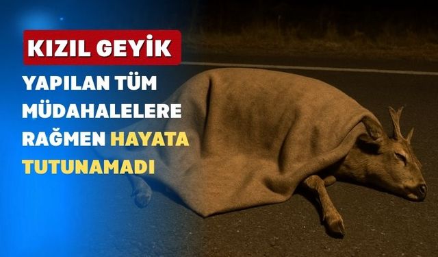 Uşak’ta Bir Otomobilin Çarptığı Kızıl Geyik Yaşamını Yitirdi
