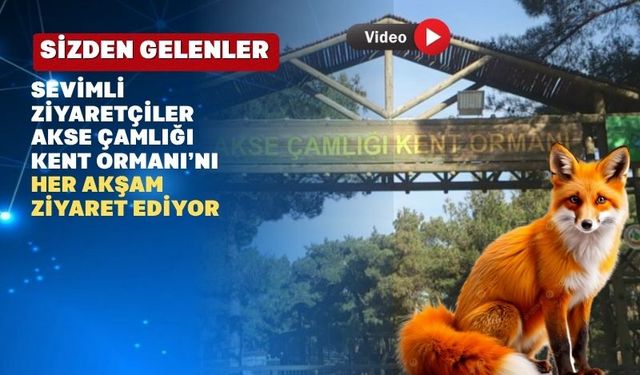 Uşaklılar Tilkilerle Komşu Oldu