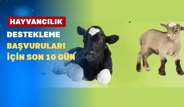 Uşaklı Hayvan Üreticileri; Bu Tarihe Çok Dikkat Ediniz