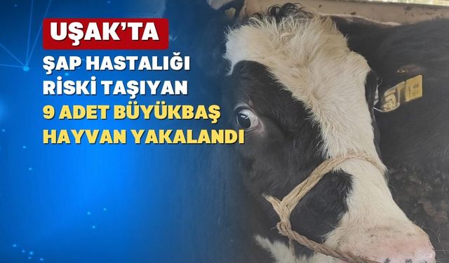 Uşak’ta Hastalık Riski Olan 9 Büyükbaş Hayvan Yakalandı