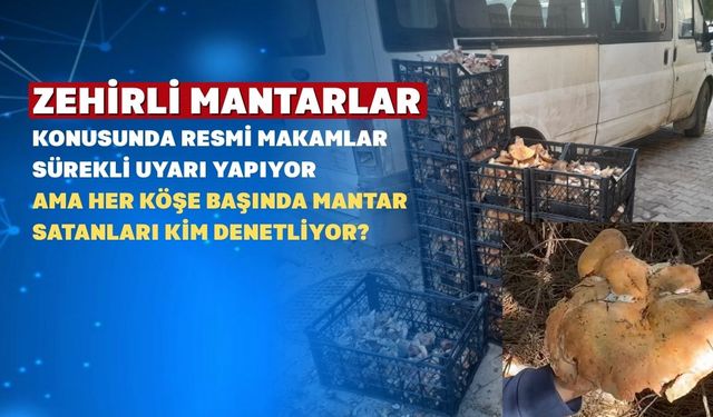 Uşak’ta Garip Bir Mantar Döngüsü Yaşanıyor