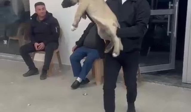 Damadın arkadaşı takı olarak 100 bin liralık köpek hediye etti