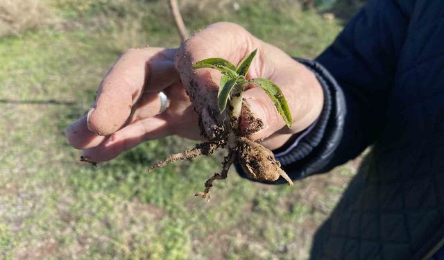 Tükenme tehlikesi altında olan salep yeniden hayat buluyor
