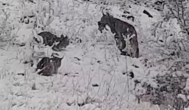 Vaşak ailesi görüntülendi