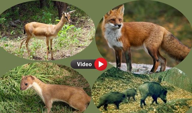 Uşak’ta Fotokapana Takılan Birbirinden Sevimli Hayvanlar