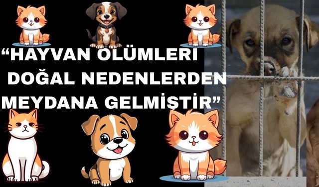 Uşak Belediyesi; “Hayvanlara Katliam iddialar gerçekleri Yansıtmıyor”