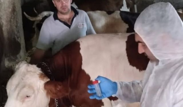 İşte Uşak’ta Şap hastalığı Bulunan Yerleşim Alanları