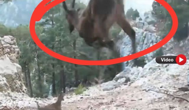 Uşak DKMP’den havada asılı kalan keçiler dans eden geyikler