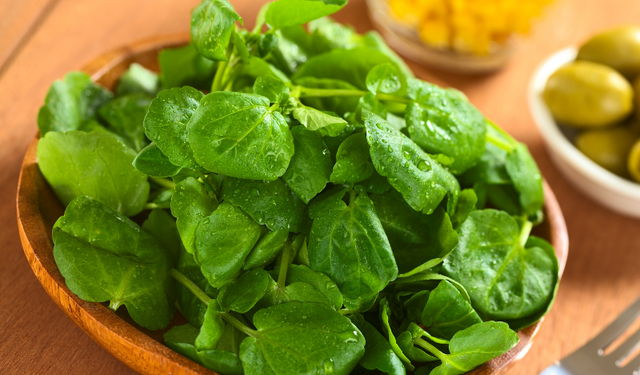 Akciğerleri Temizleyen Bitki: Tere Otunun 14 Mucizevi Faydası