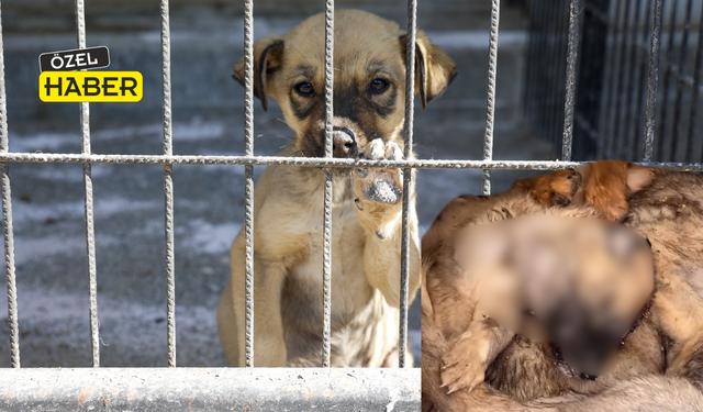 Uşak’ta Ölü Köpekler Olay Yarattı