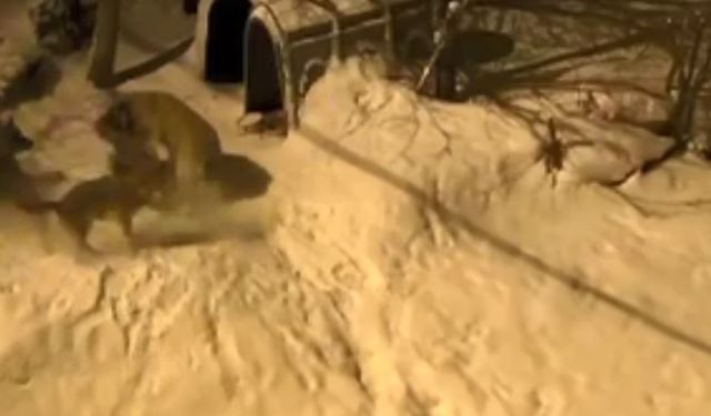 Bekçi köpeği 6 kurda meydan okudu