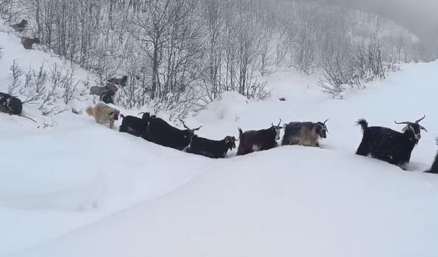 Çoban yaban domuzunun saldırısına uğradı