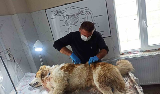 Kahraman köpek kurda meydan okudu