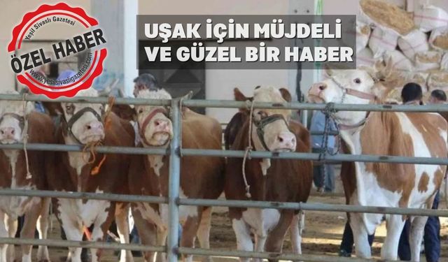 Uşak’ta şap hastalığı sönmek üzere hayvan pazarı açılıyor