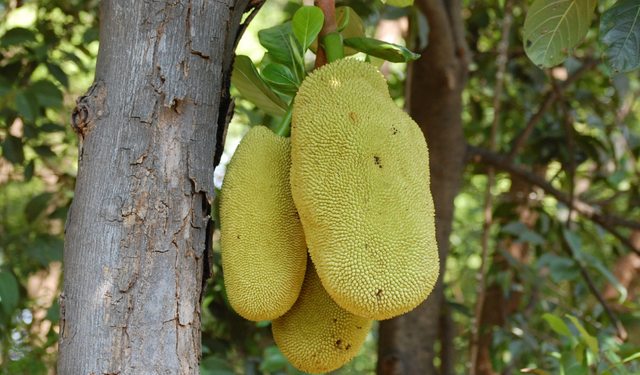 Dalı Kırmaya Niyetli Lezzet: 50 Kiloluk Jak Meyvesi ile Tanışın