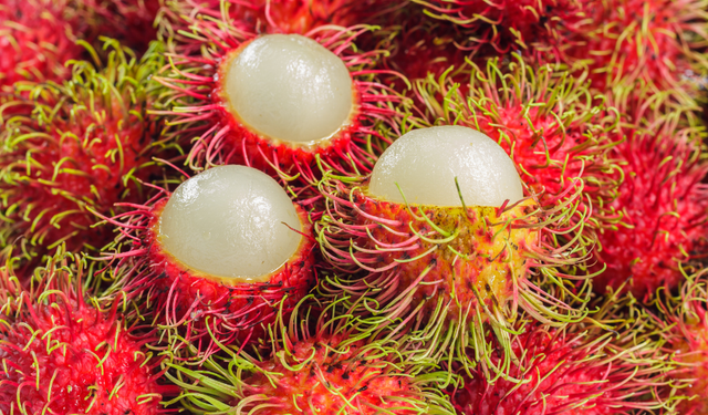 Görenler Deniz Kestanesi Sanıyor Ama O Bir Vitamin Deposu!