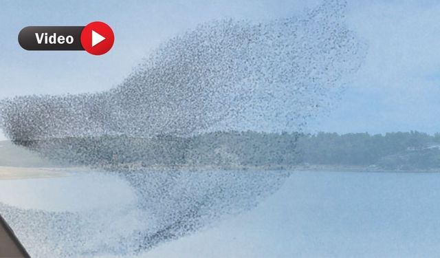 Sığırcık kuşlarının gökyüzü dansı Uşaklıları mest etti