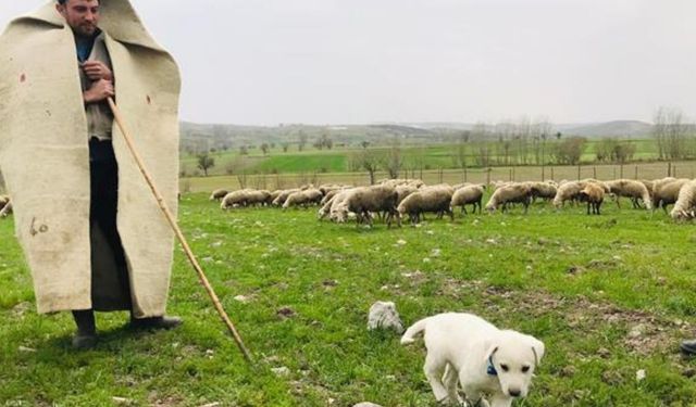 Uşak’ta  “Sürü Yönetimi Elemanı Kursu” Düzenleniyor