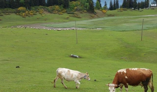Uşak’ta büyük ve küçükbaş hayvan otlatma ücreti belli oldu