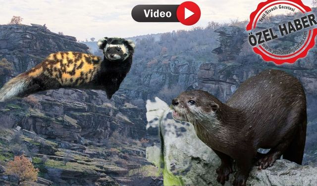 Uşak’ta su samuru ve alaca sansar görüntülendi