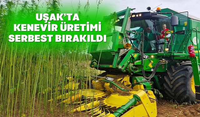 Uşak tarımı ‘yeşil altın’ ile şaha kalkacak