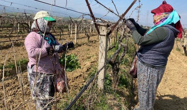 Komşu İlçenin Bağları Yeniden Canlandı