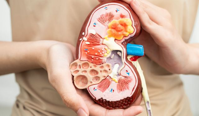 Sağlıklı Böbrekler İçin Sağlıklı Çevre