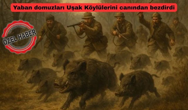 Uşak’ın köylerinde domuz sürek avı başlıyor