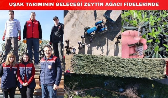 Uşak tarımı 62 bin zeytin fidanıyla kalkınacak