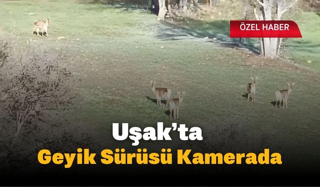 Uşak’ta Geyik Sürüsü Kamerada